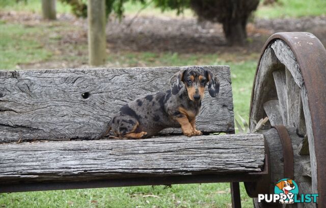 Pure mini Daschund pups