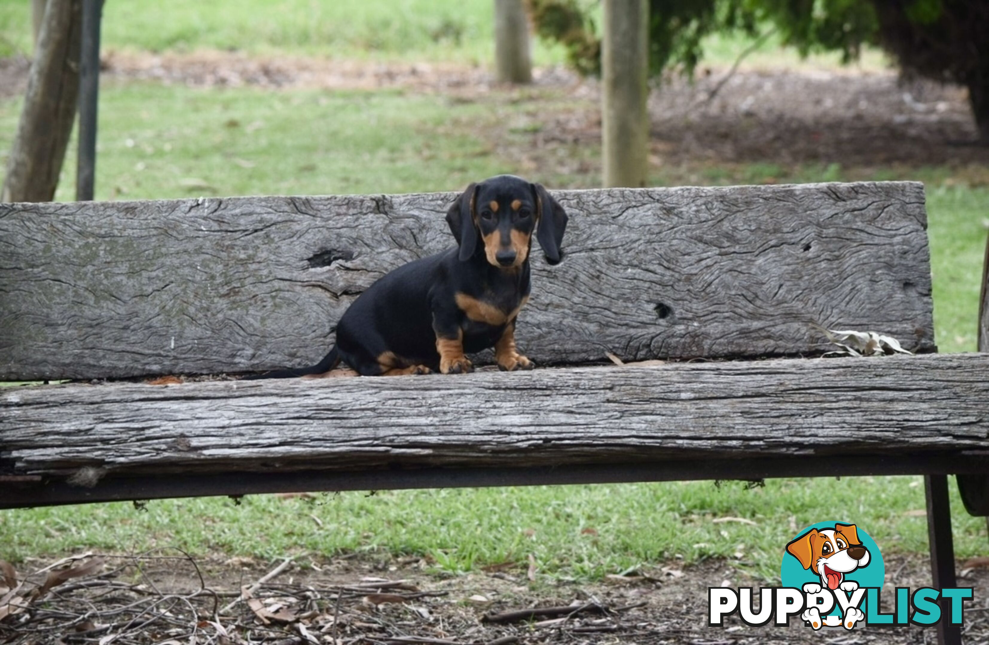 Pure mini Daschund pups