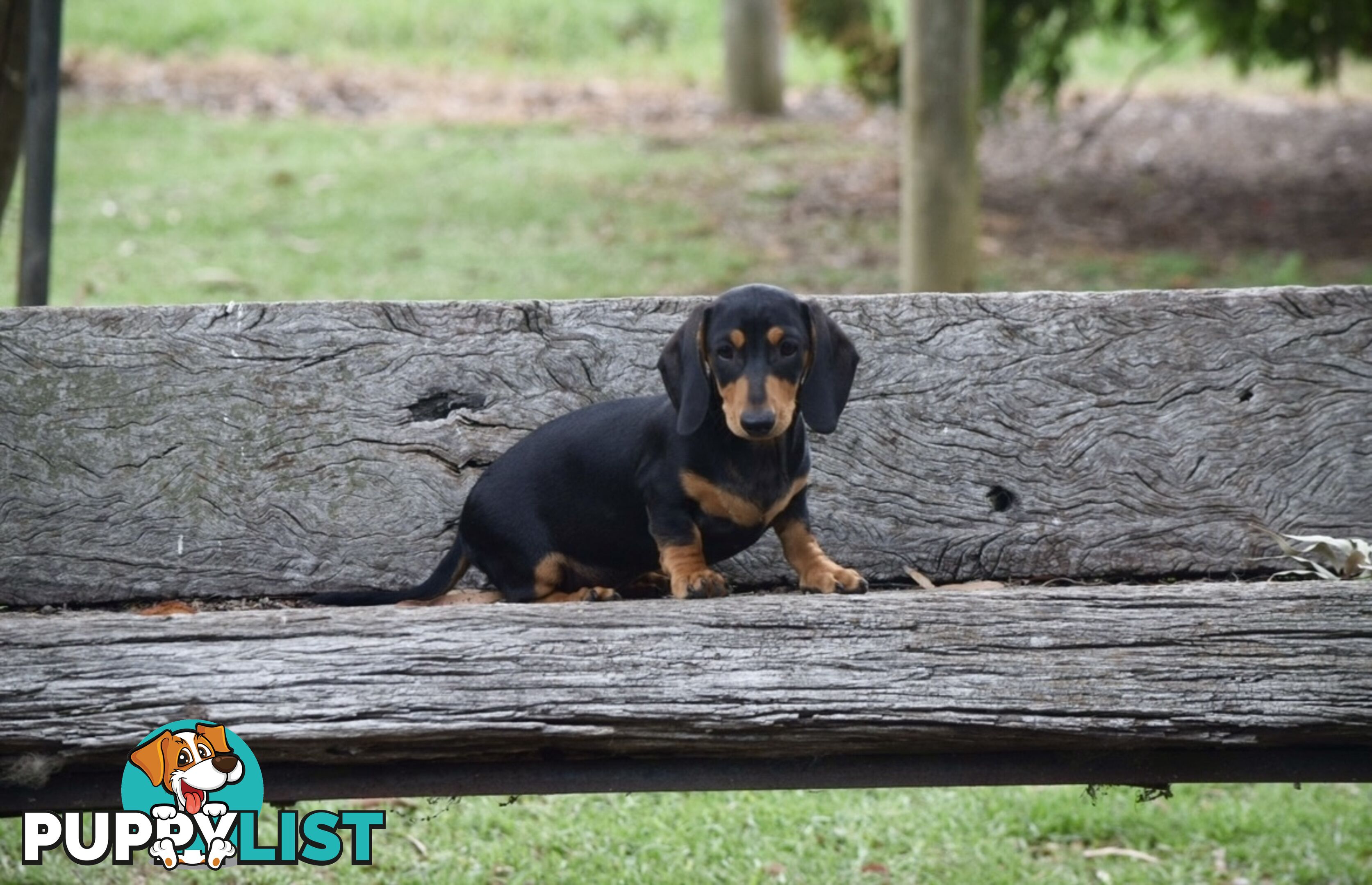 Pure mini Daschund pups