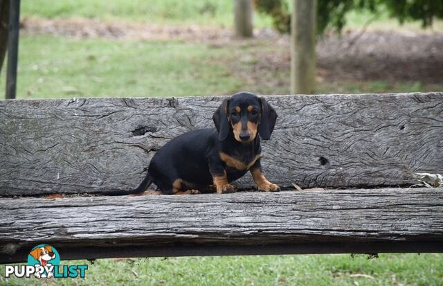 Pure mini Daschund pups