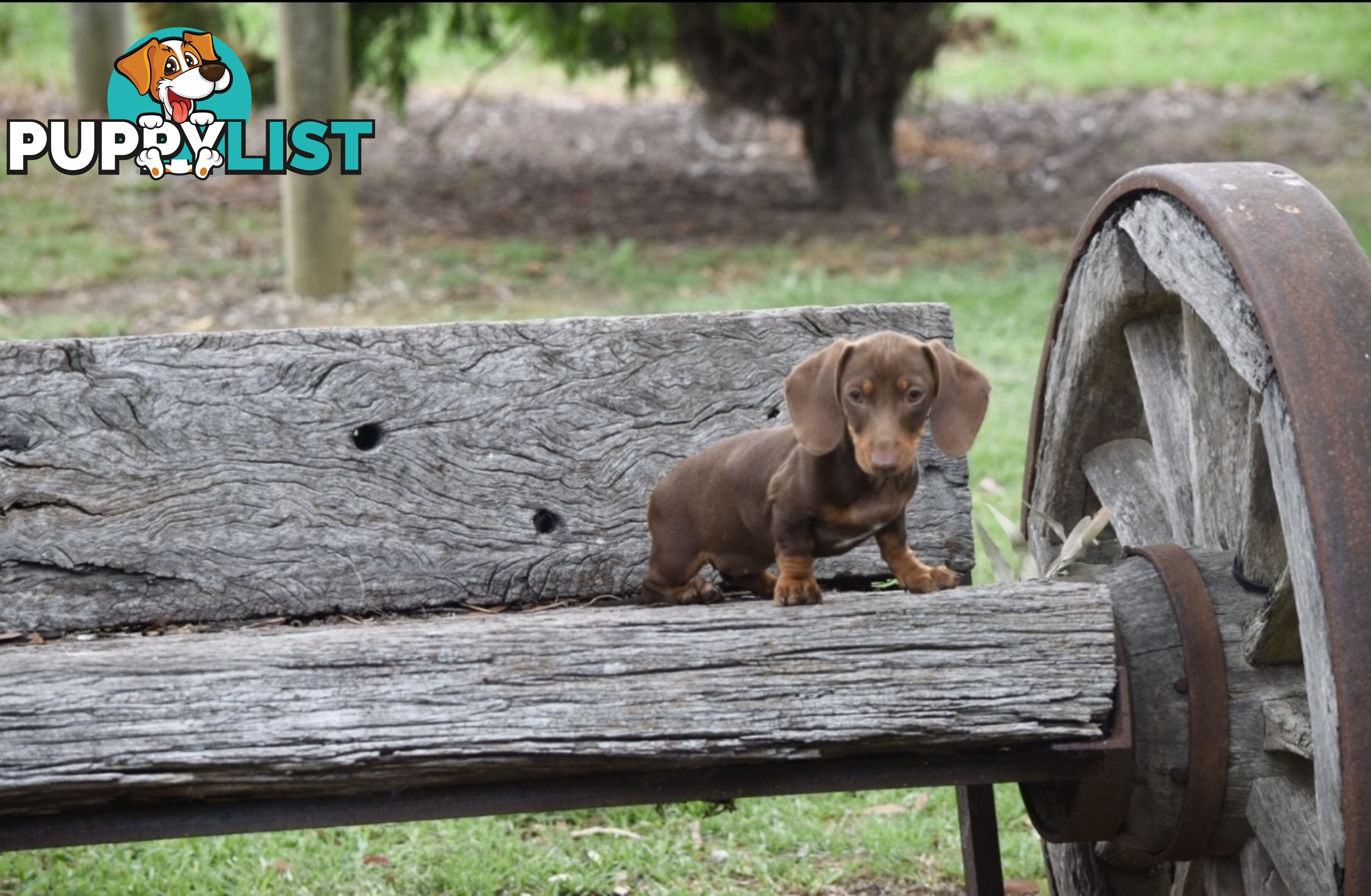 Pure mini Daschund pups