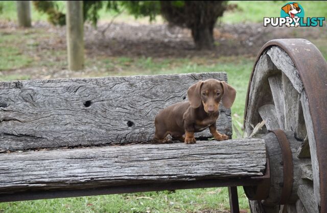 Pure mini Daschund pups