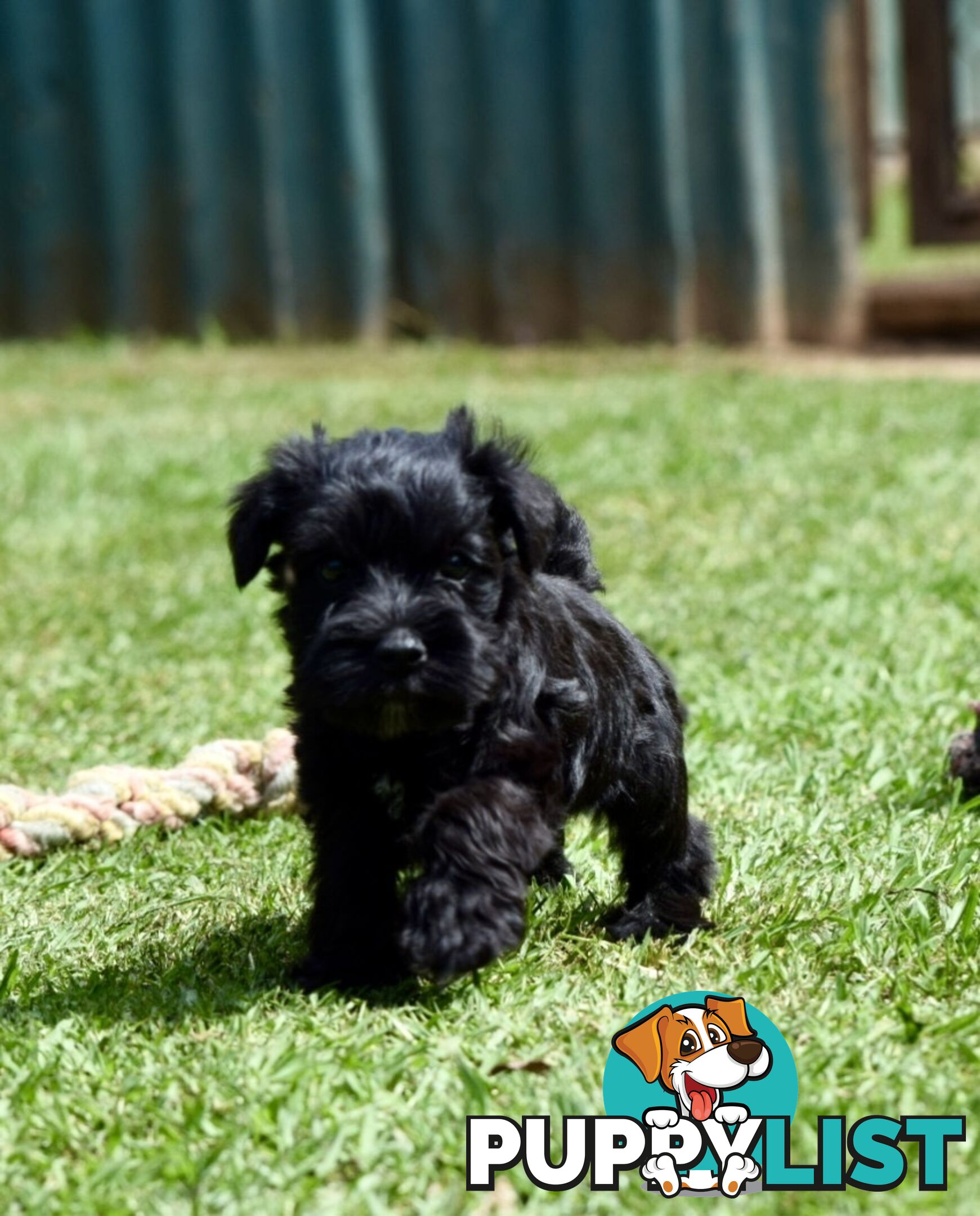 Pure schnauzer pups