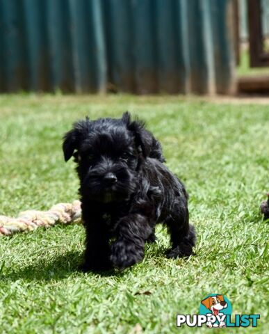 Pure schnauzer pups