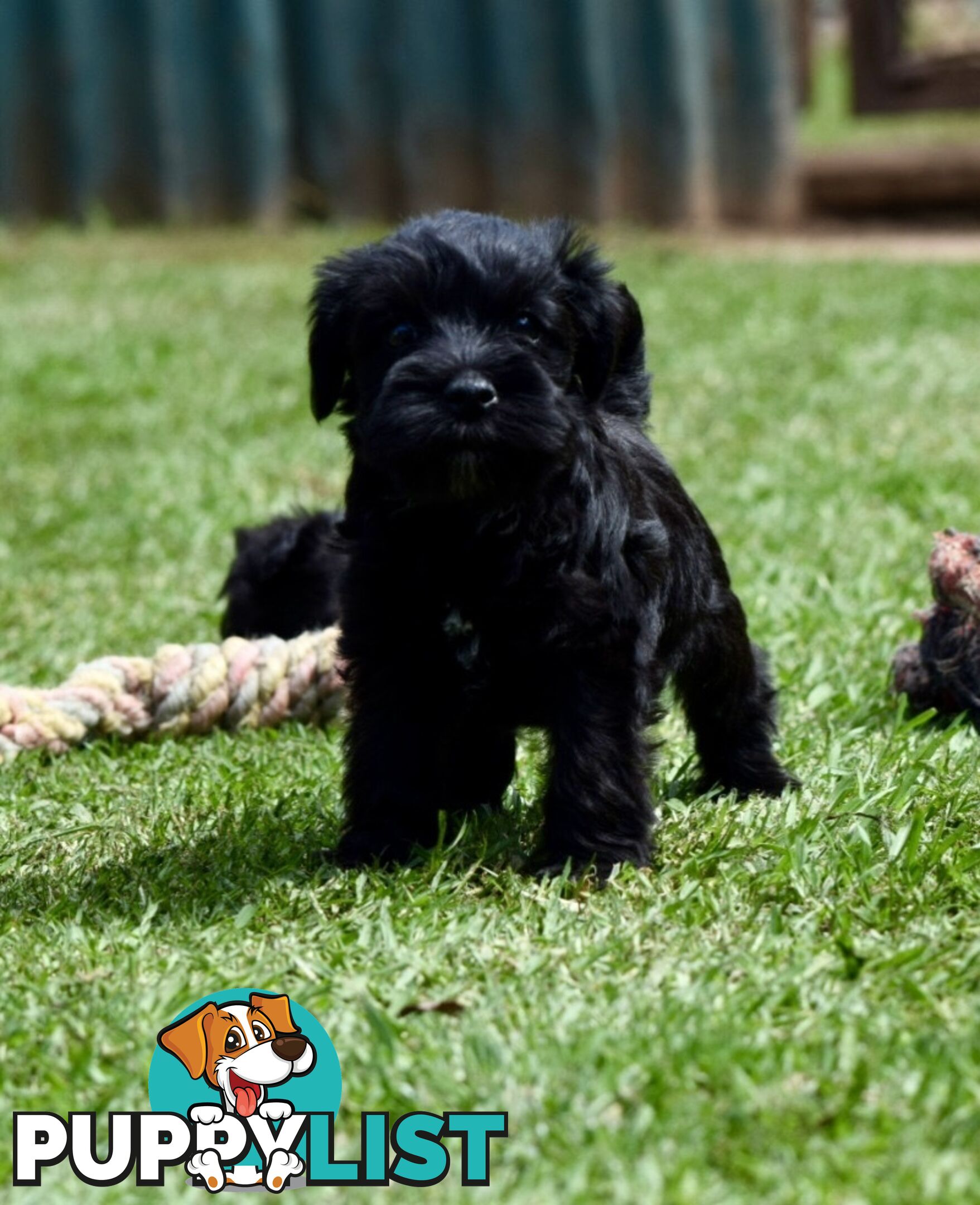 Pure schnauzer pups