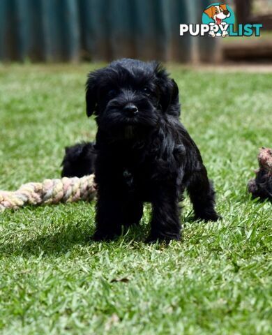 Pure schnauzer pups