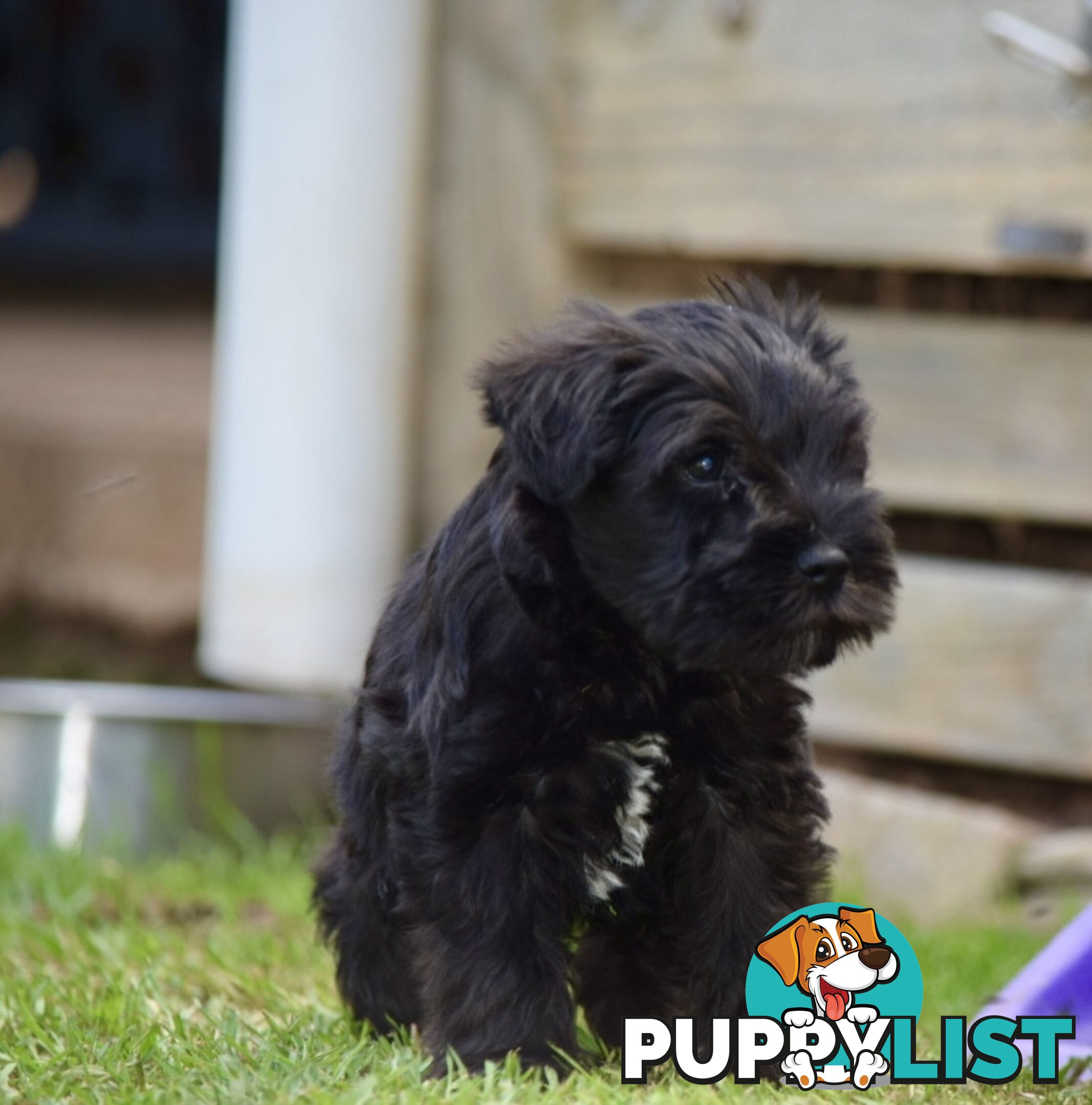 Pure schnauzer pups