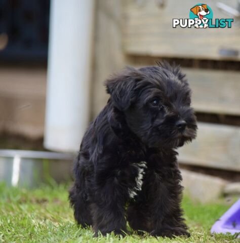 Pure schnauzer pups