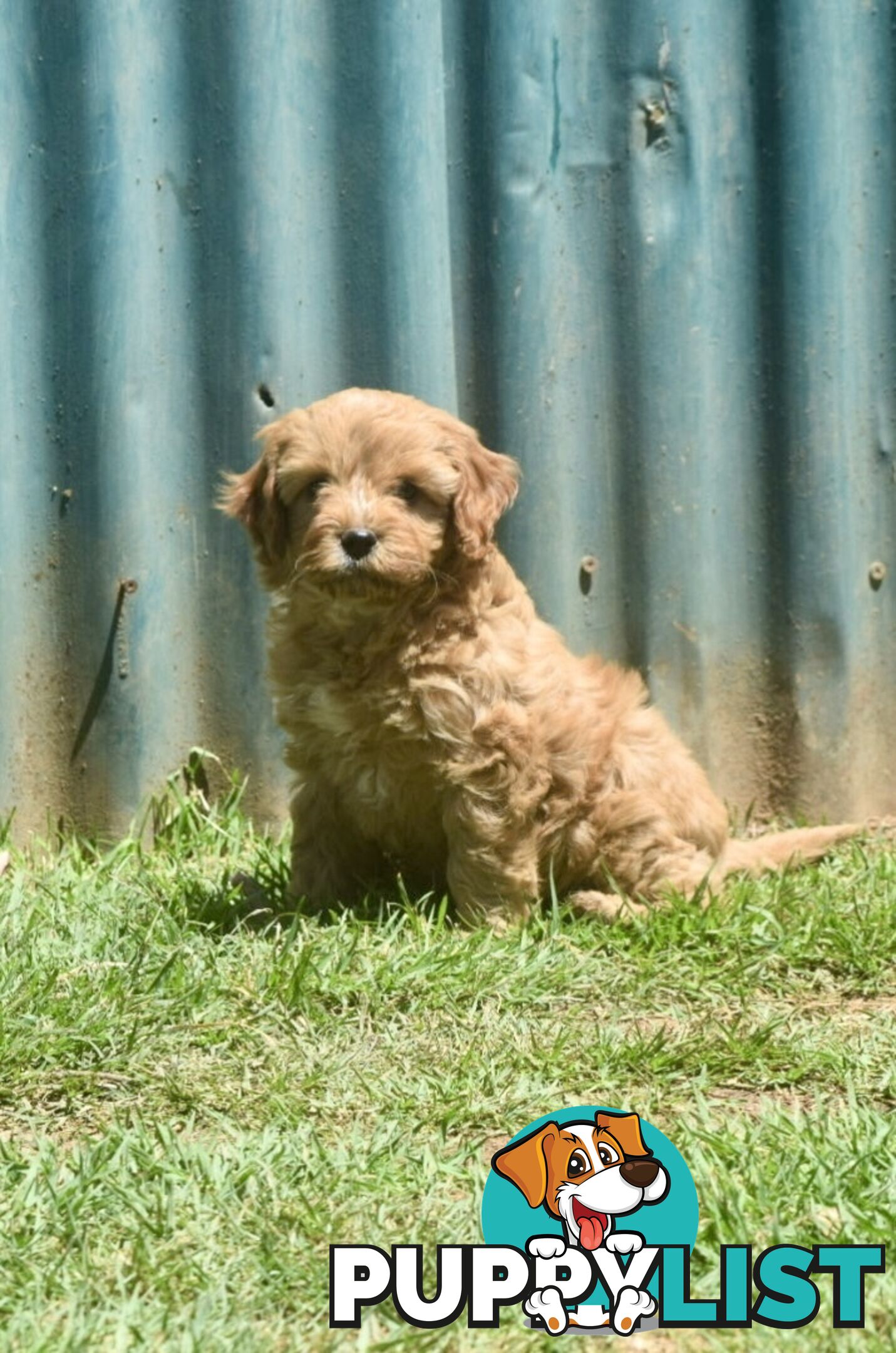 Cavoodle pups