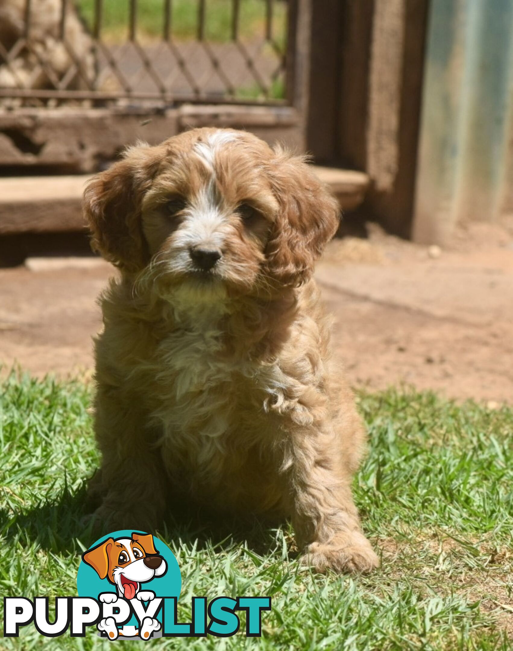 Cavoodle pups