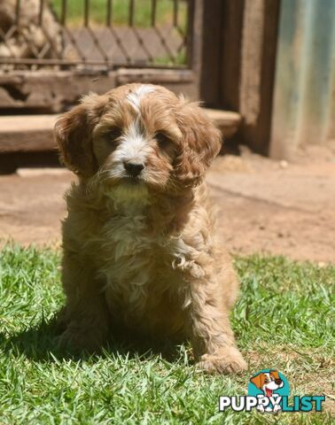 Cavoodle pups