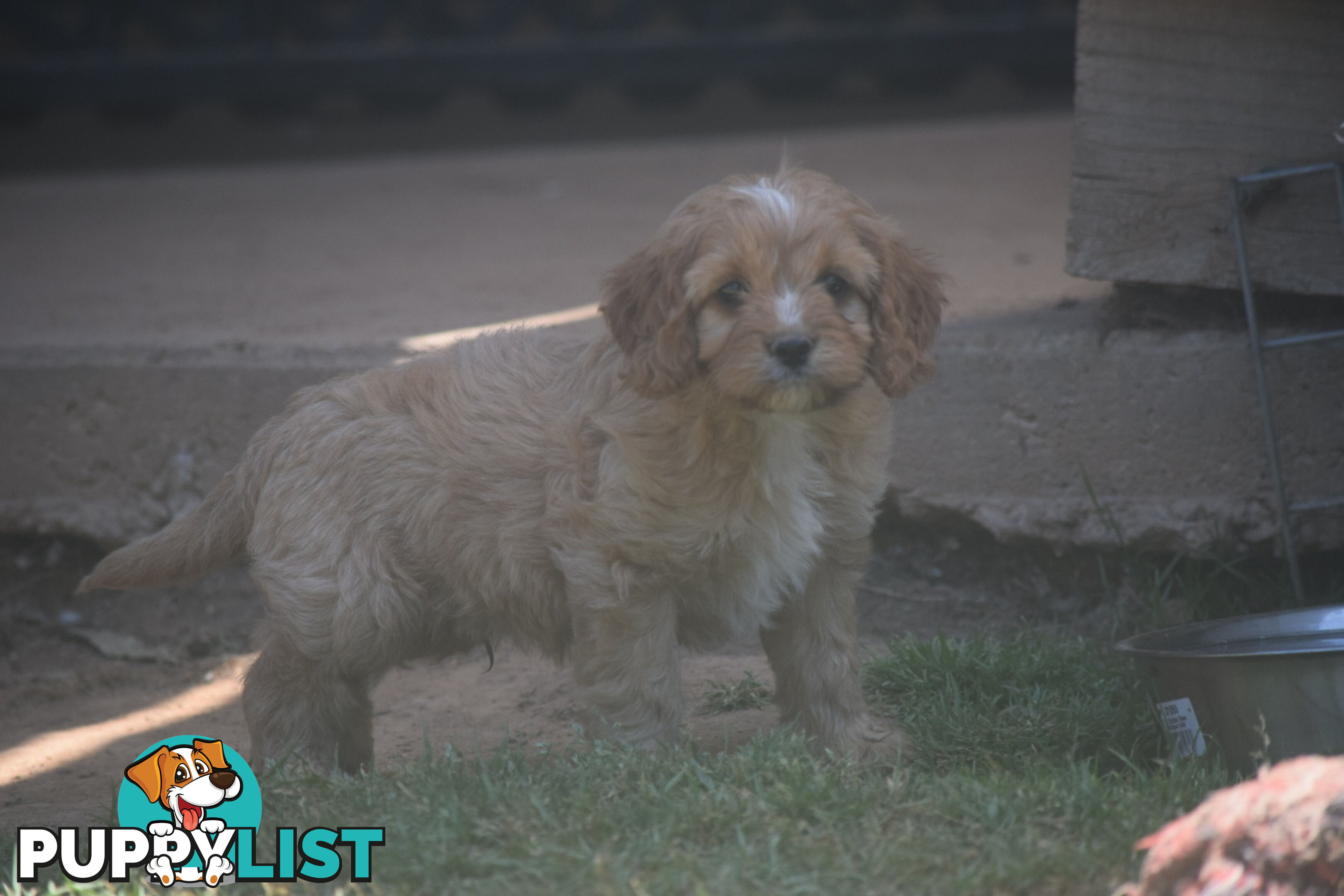 Cavoodle pups