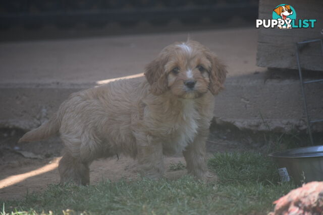 Cavoodle pups