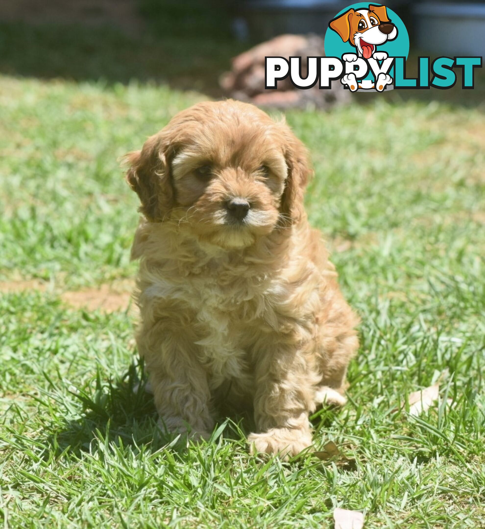 Cavoodle pups