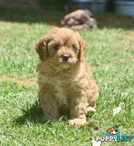 Cavoodle pups