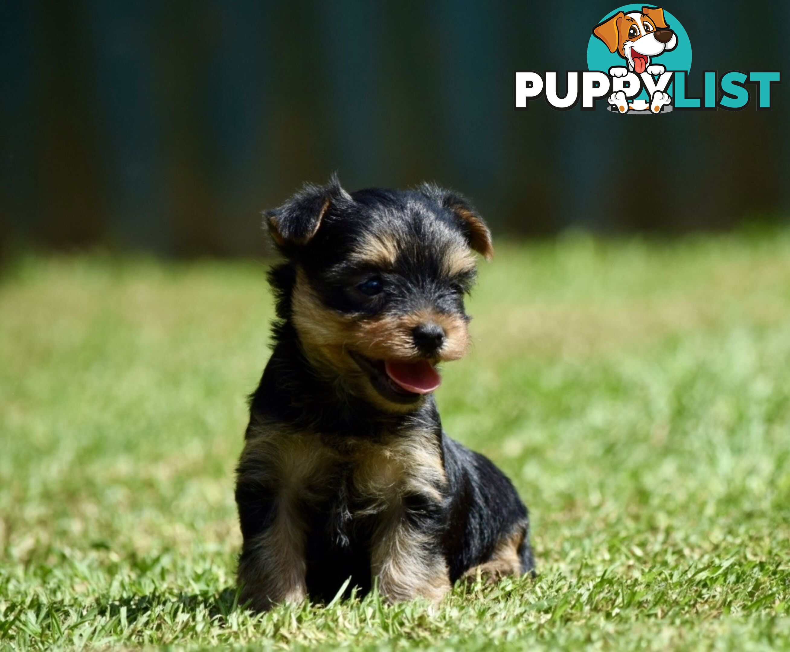 Pure Yorkshire terrier pups