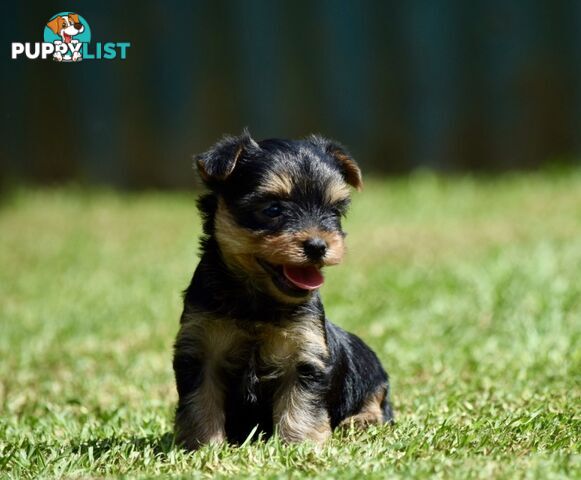 Pure Yorkshire terrier pups