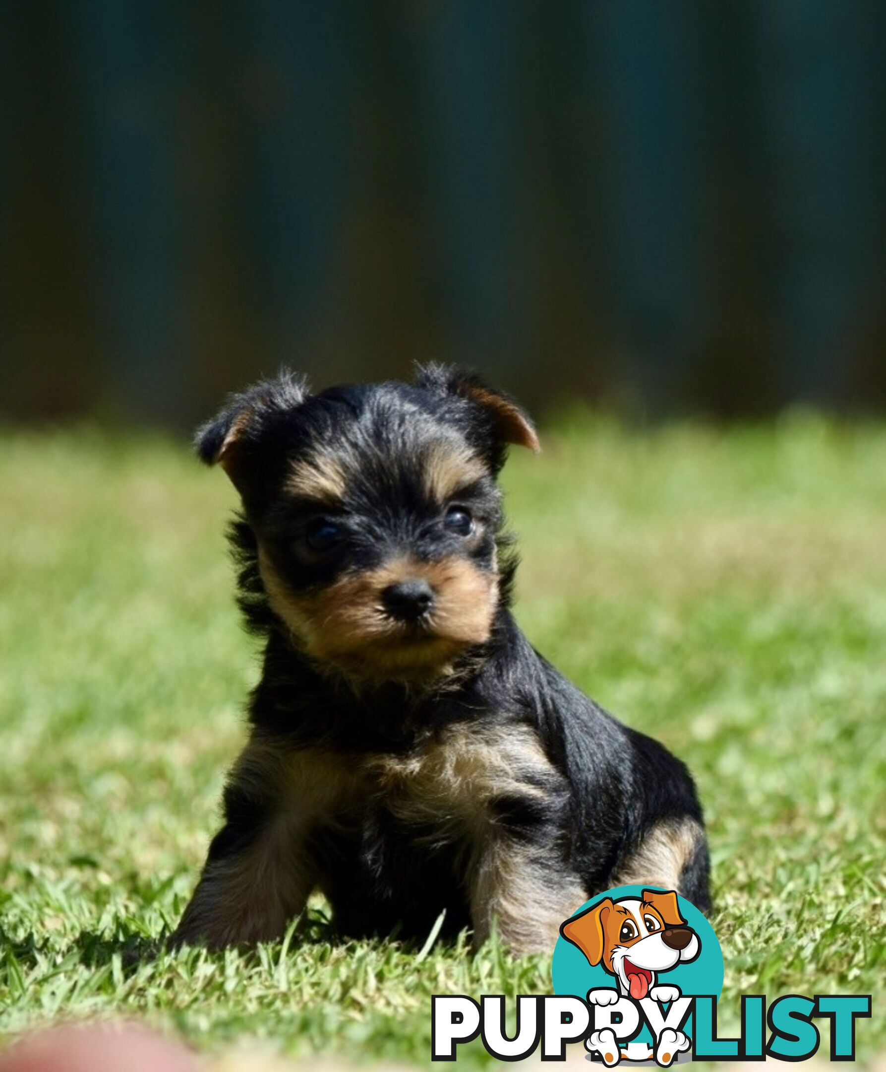 Pure Yorkshire terrier pups