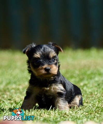 Pure Yorkshire terrier pups