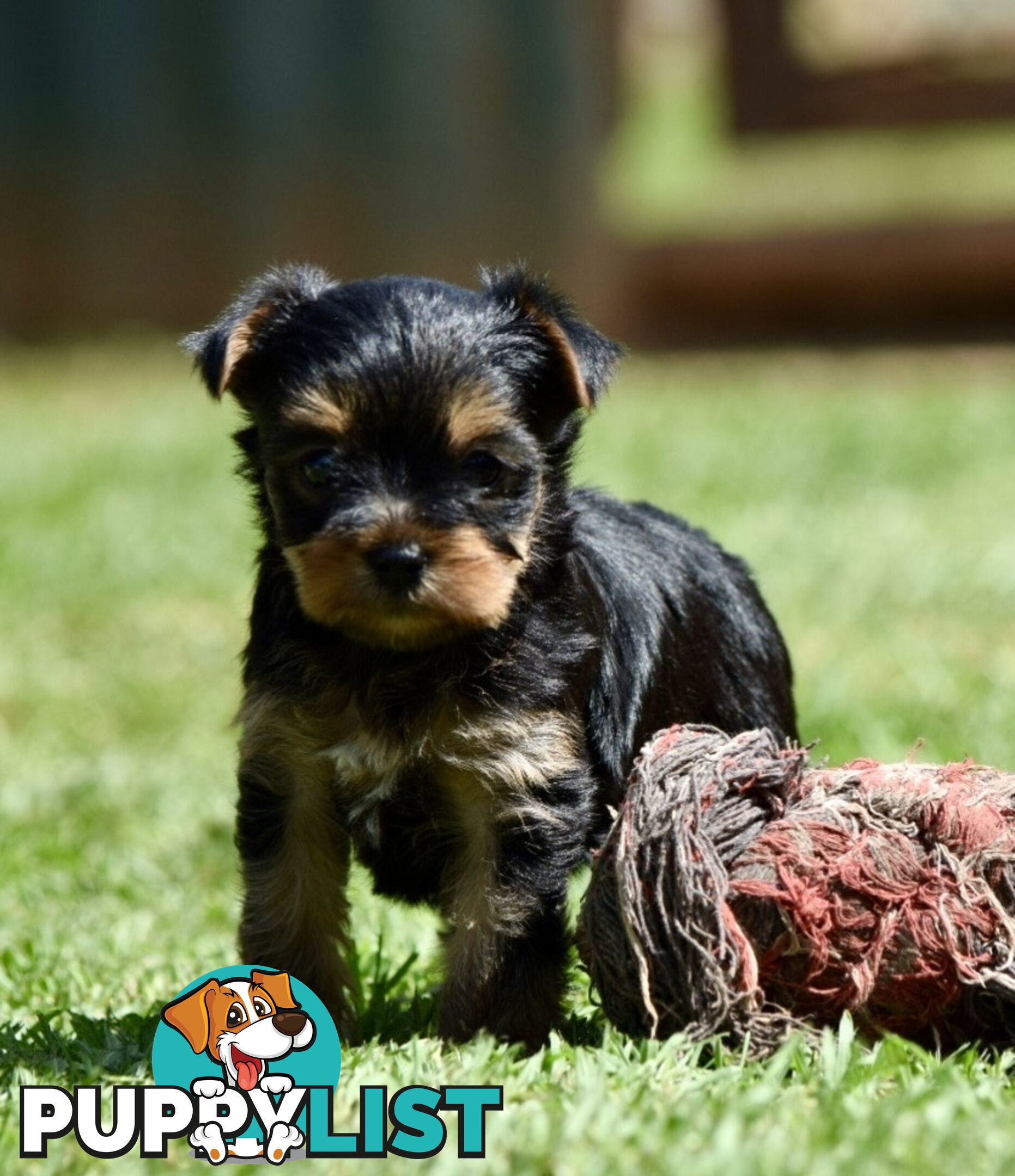 Pure Yorkshire terrier pups