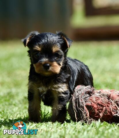 Pure Yorkshire terrier pups