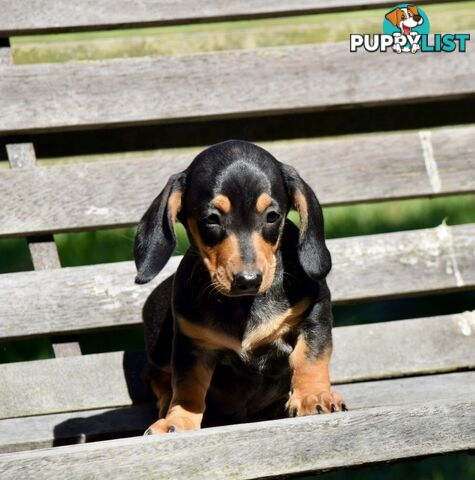 Pure mini  Daschund pups