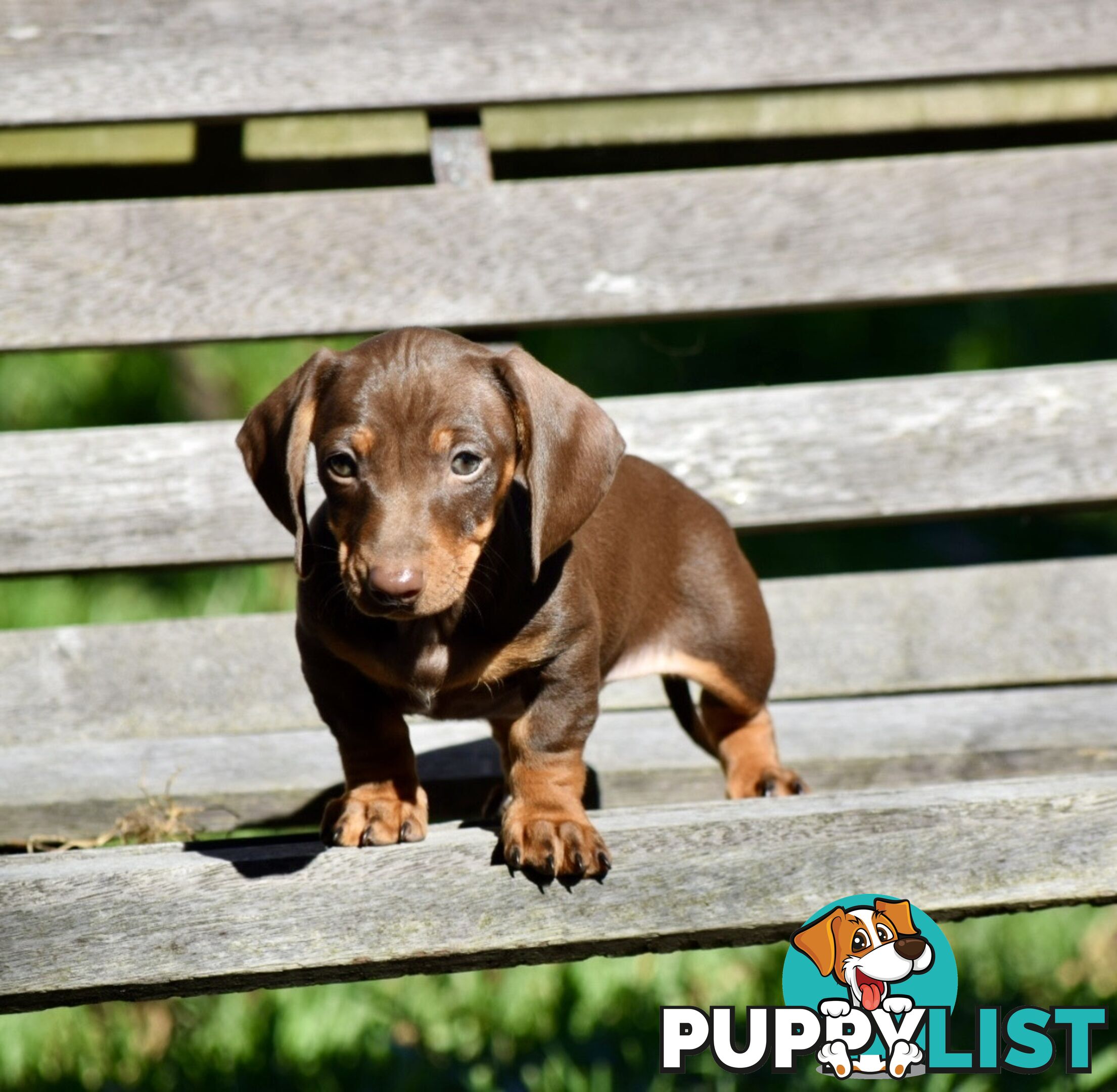 Pure mini  Daschund pups