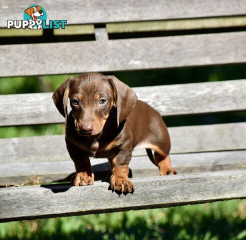 Pure mini  Daschund pups