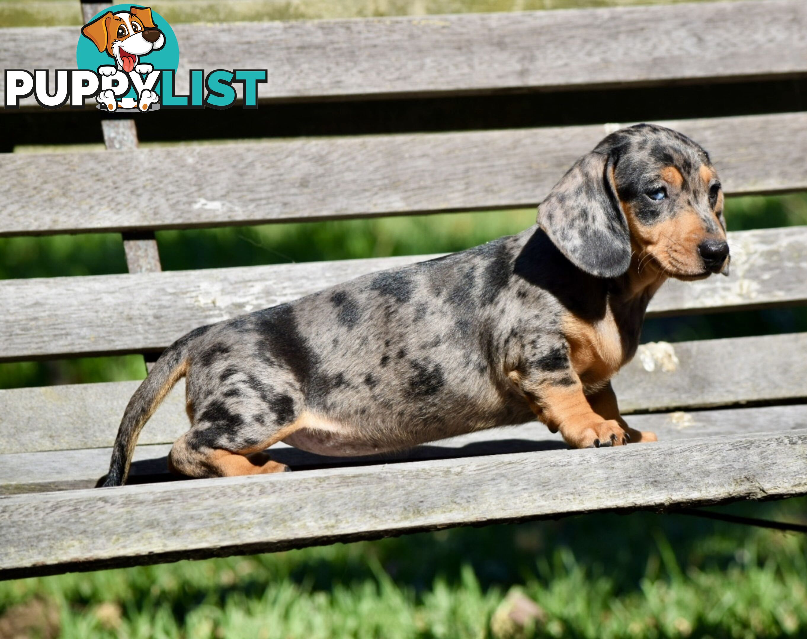 Pure mini  Daschund pups