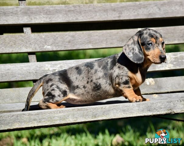 Pure mini  Daschund pups