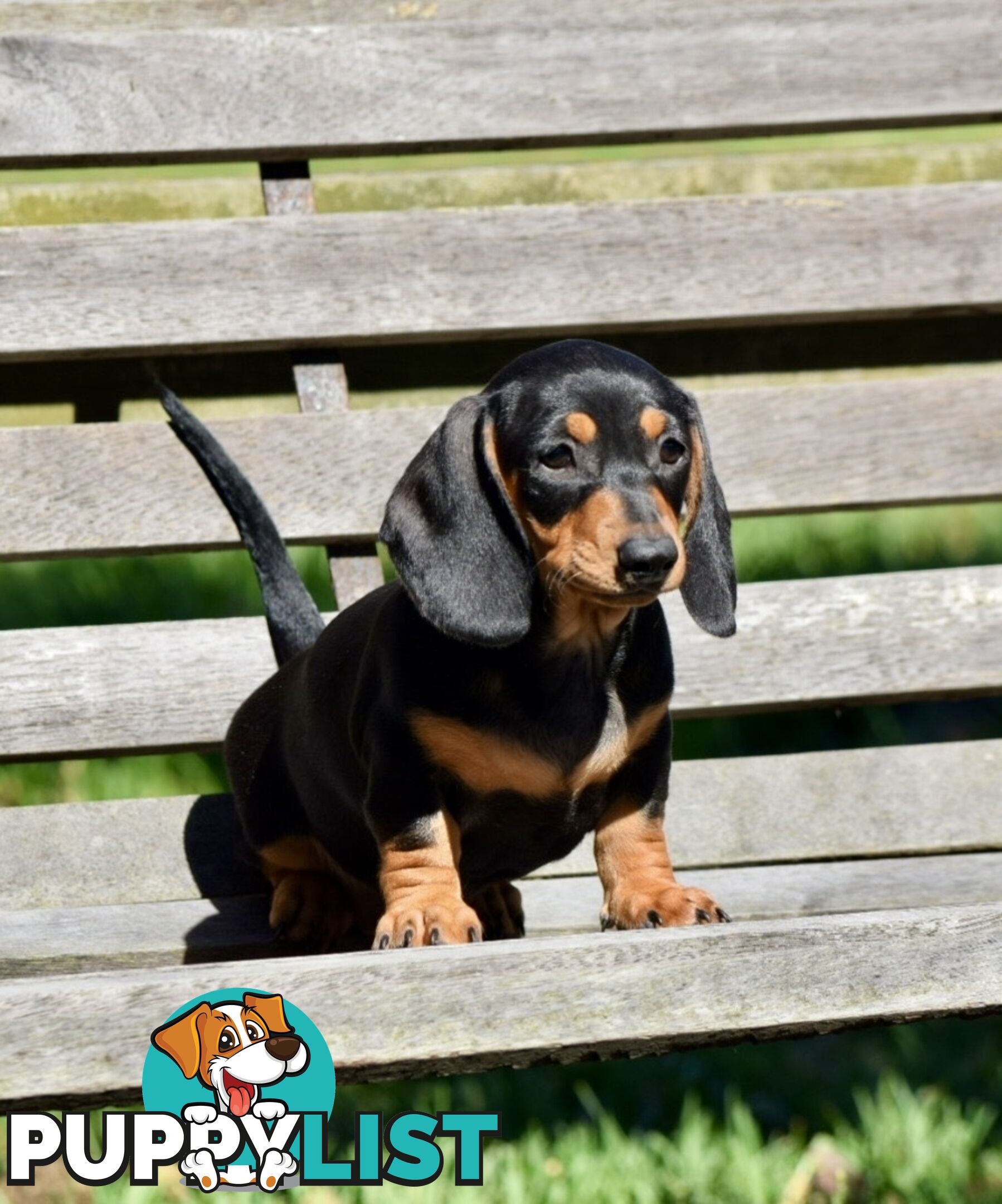 Pure mini  Daschund pups