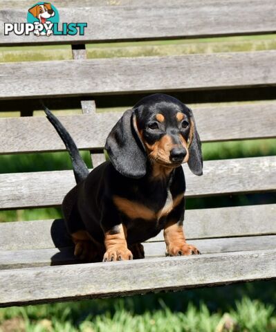 Pure mini  Daschund pups