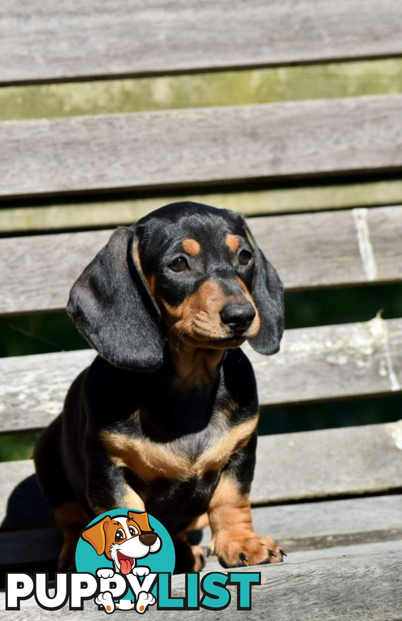 Pure mini  Daschund pups