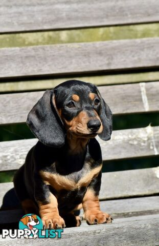 Pure mini  Daschund pups