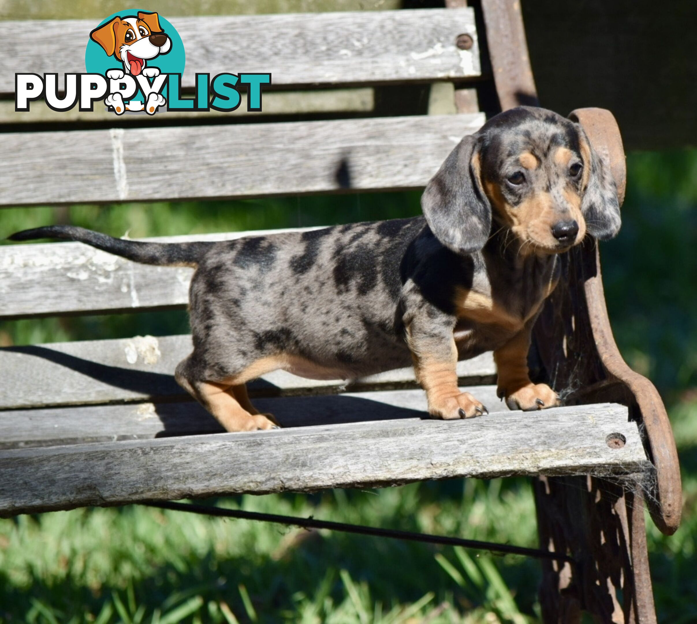 Pure mini  Daschund pups