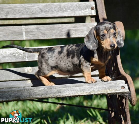 Pure mini  Daschund pups