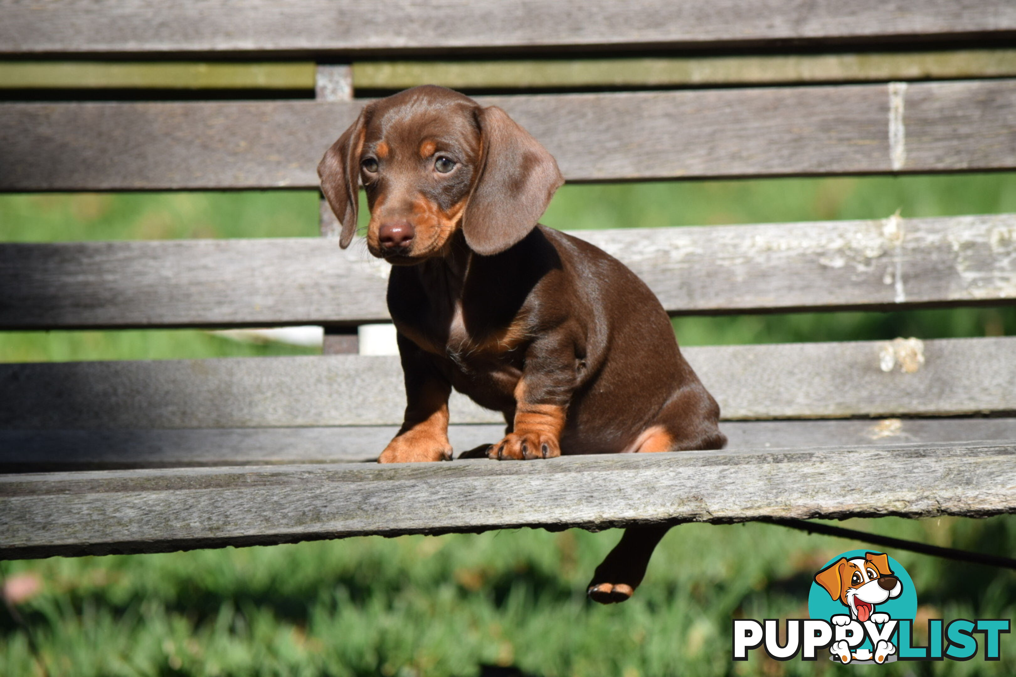 Pure mini  Daschund pups