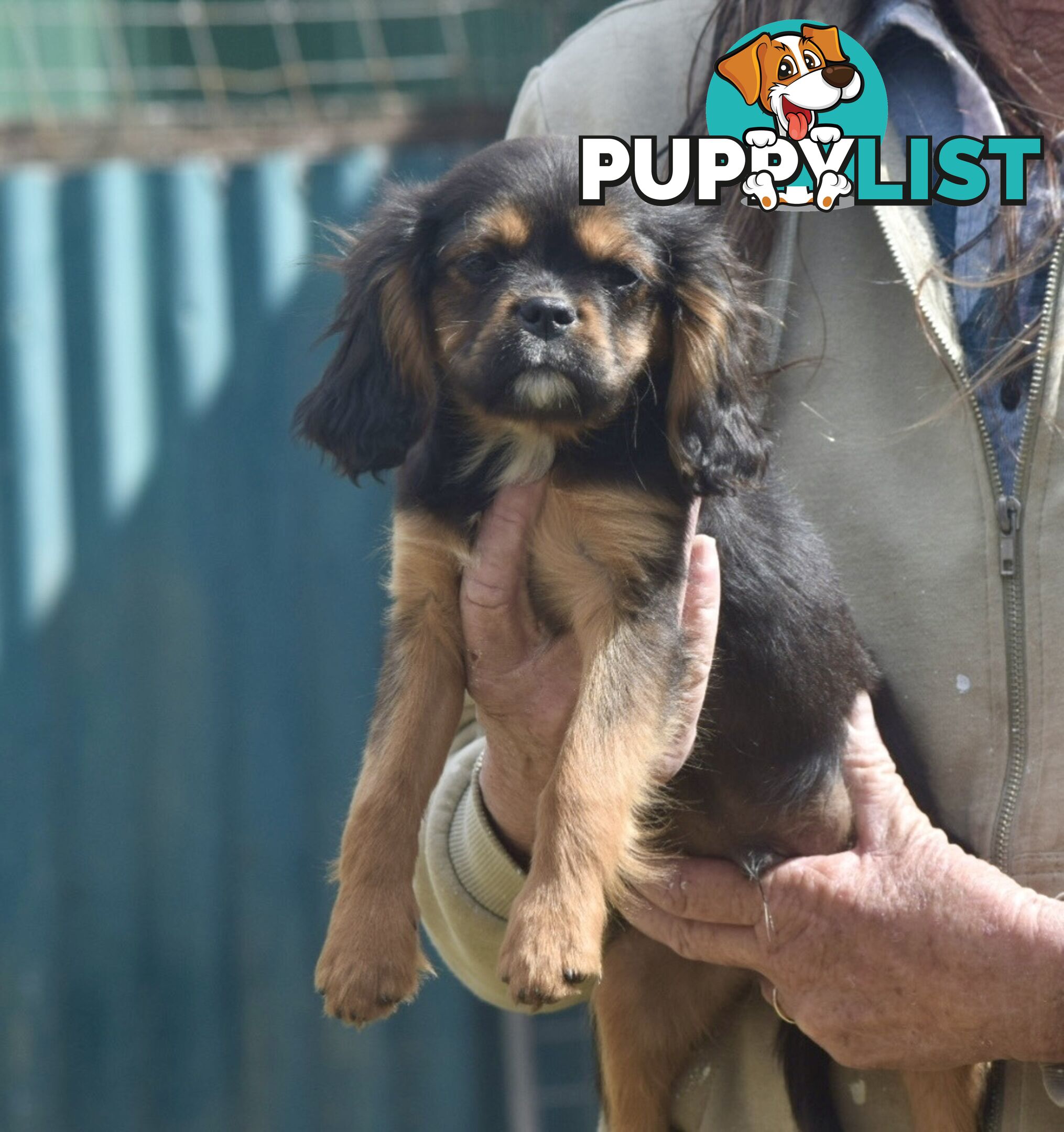 Pugalier pups