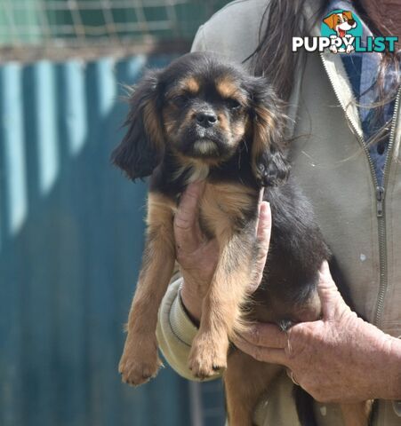 Pugalier pups