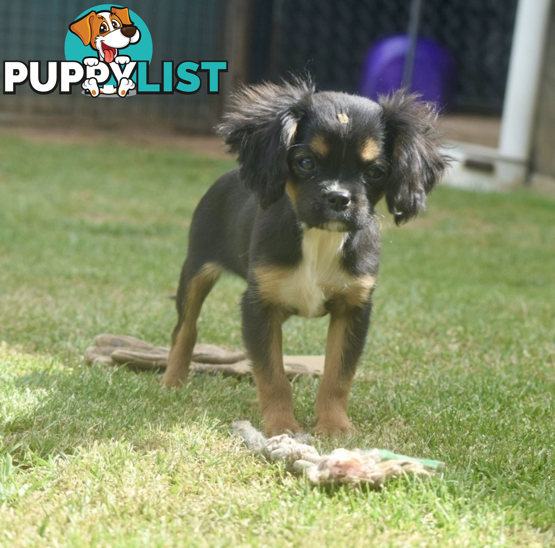 Pugalier pups