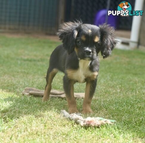 Pugalier pups