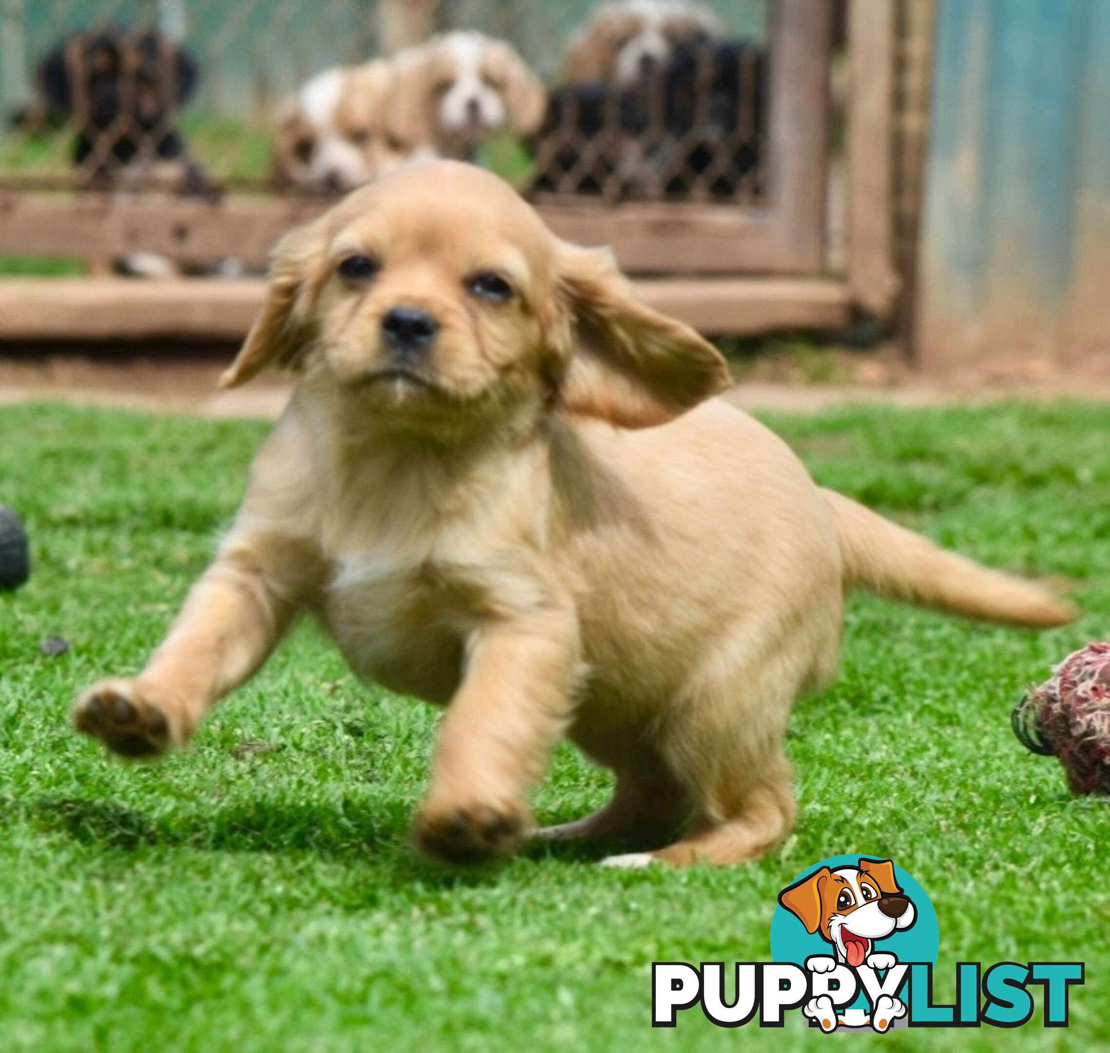 Pugalier pups