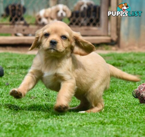 Pugalier pups