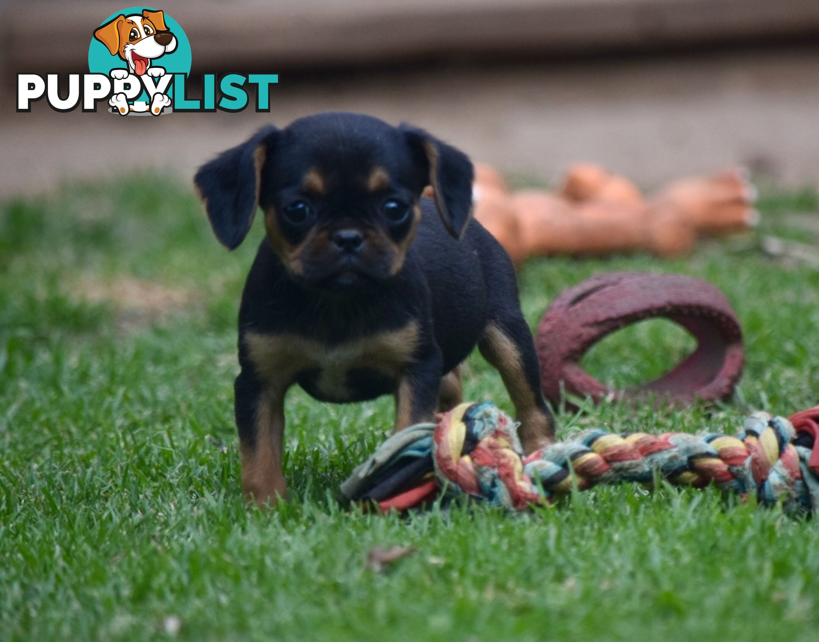 Pugalier pups