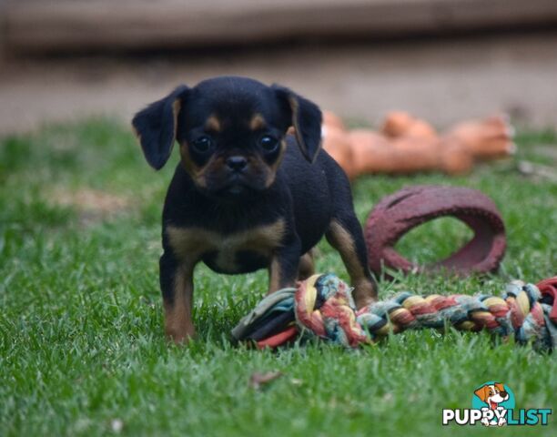 Pugalier pups