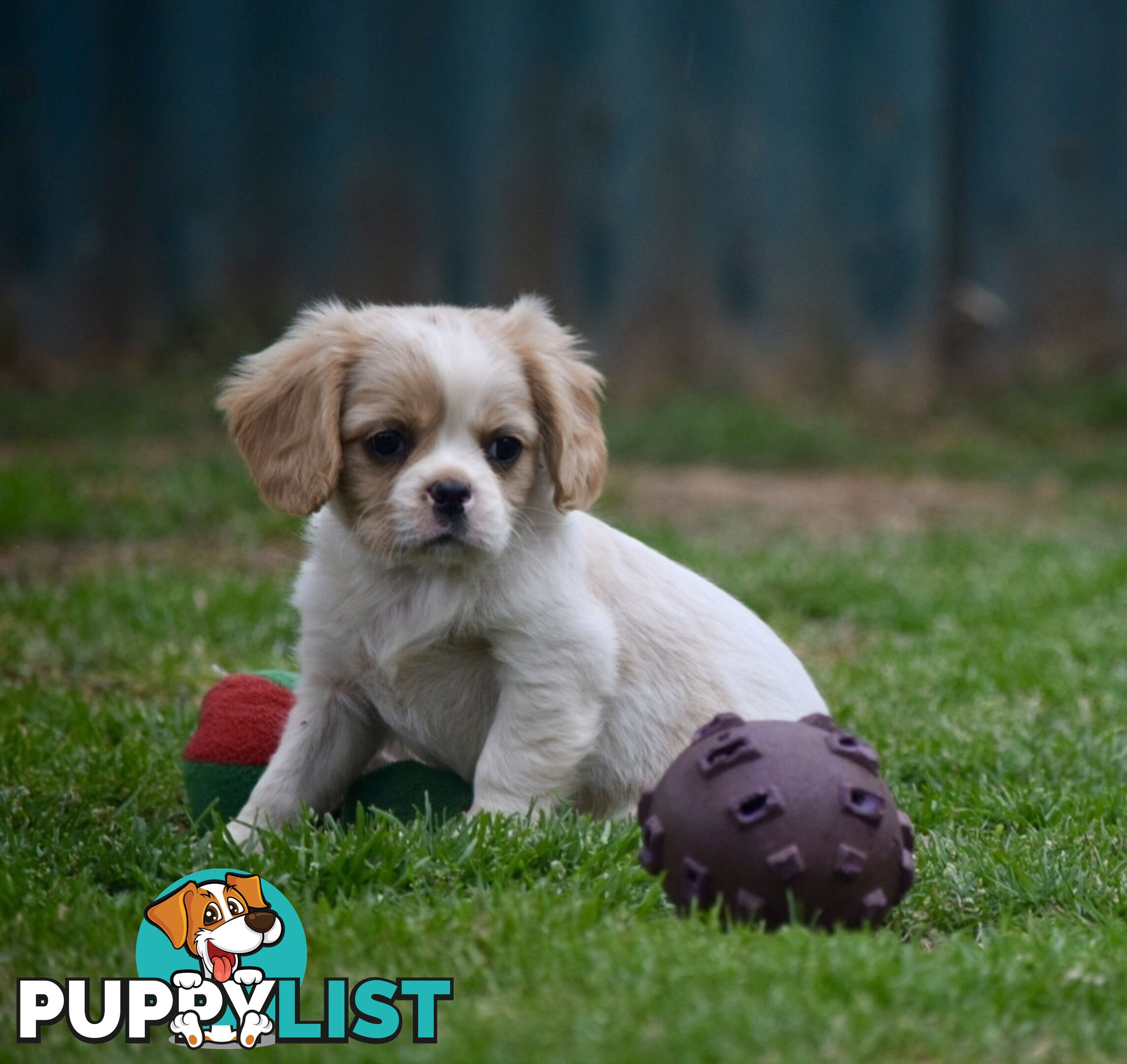 Pugalier pups