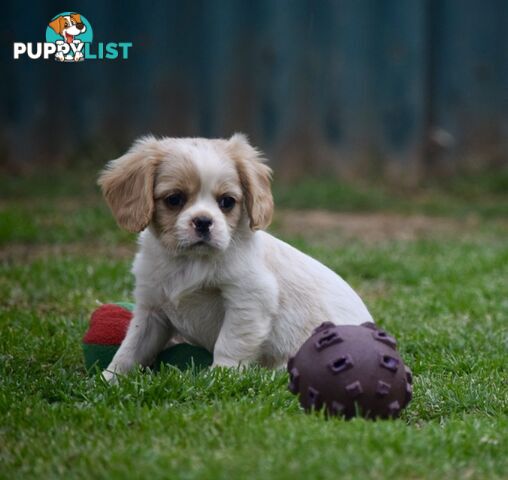 Pugalier pups