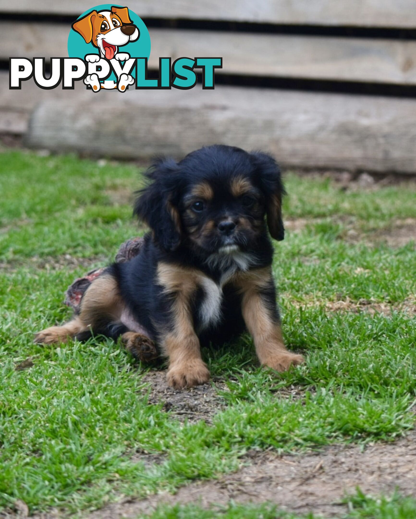 Pugalier pups