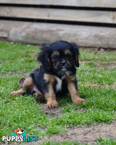 Pugalier pups