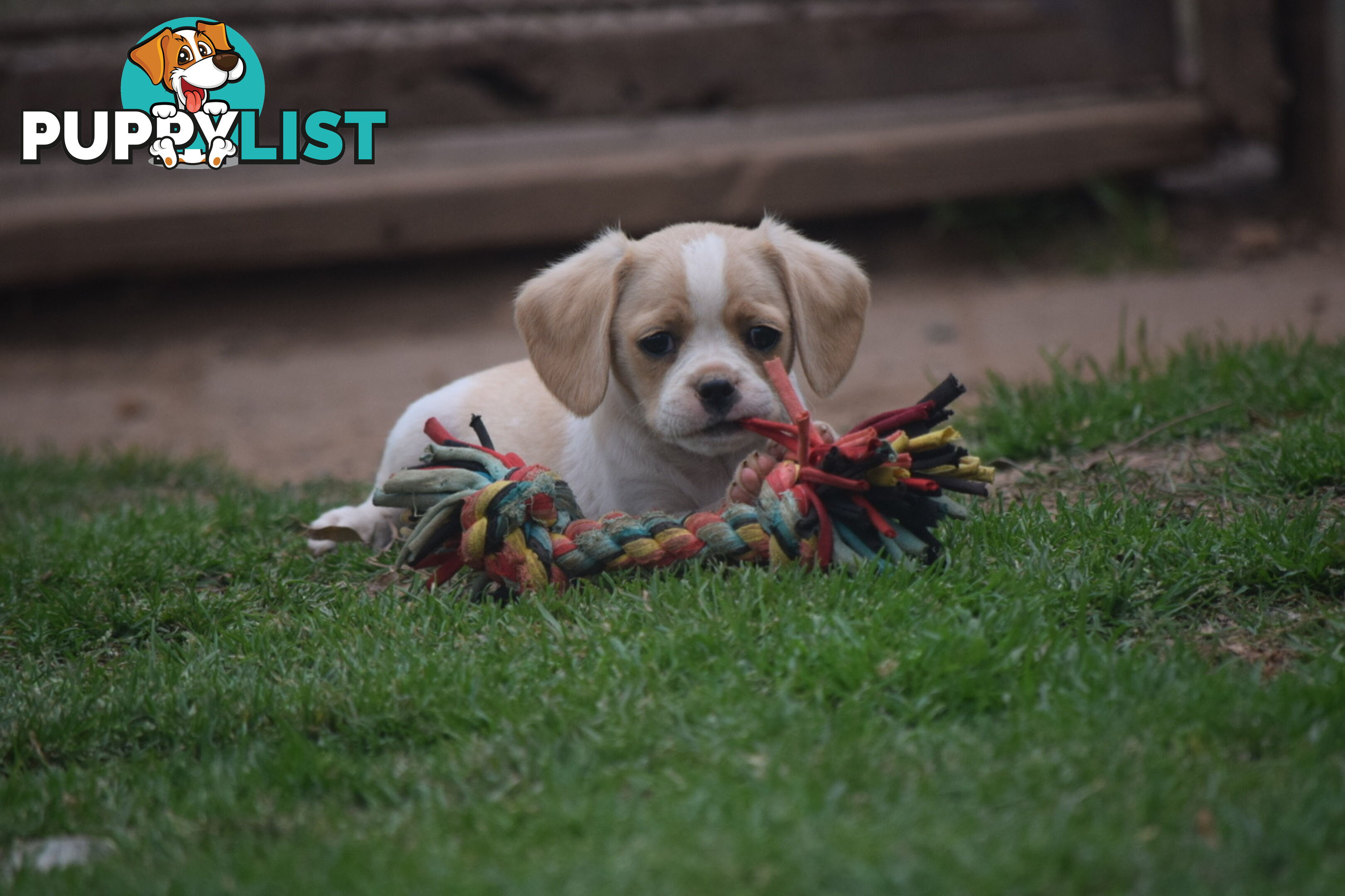 Pugalier pups